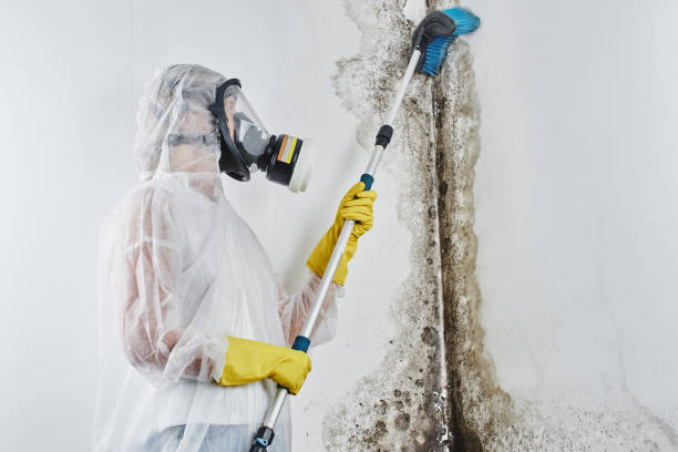 Reliable Ogden, UT Mold Remediation Solutions