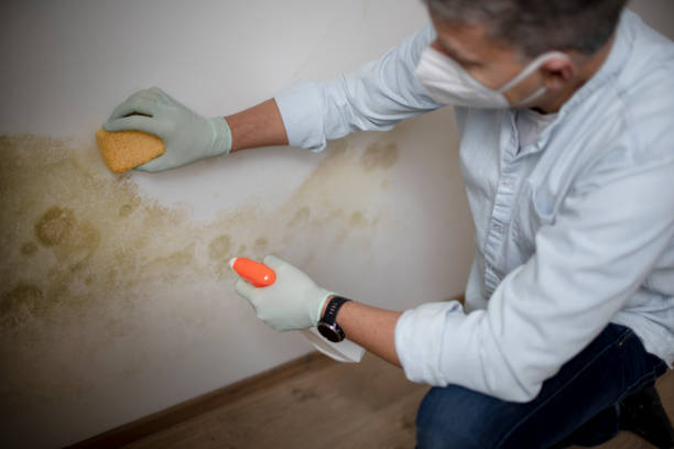 Best Industrial Mold Remediation in Ogden, UT