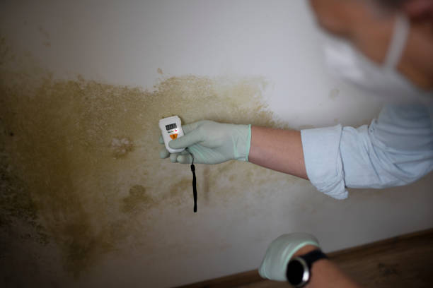 Best Emergency Mold Remediation in Ogden, UT