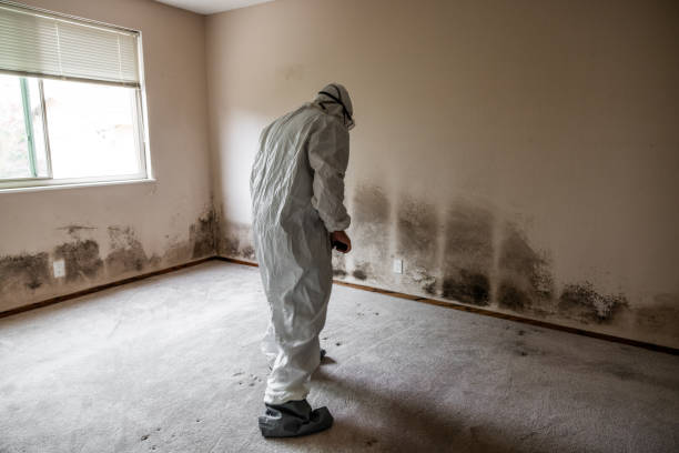 Best Post-Flood Mold Remediation in Ogden, UT